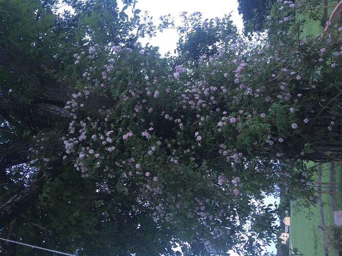 Schönster Garten 2021 - Hermann  aus Braunau