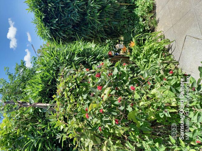 Schönster Garten 2021 - Gerhard aus Linz