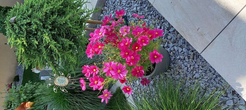 Schönster Garten 2021 - Marianne aus Grieskirchen