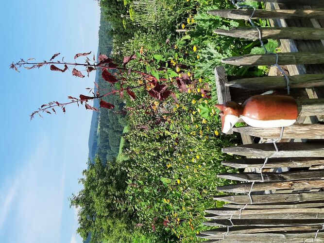 Schönster Garten 2021 - Hans aus Vöcklabruck