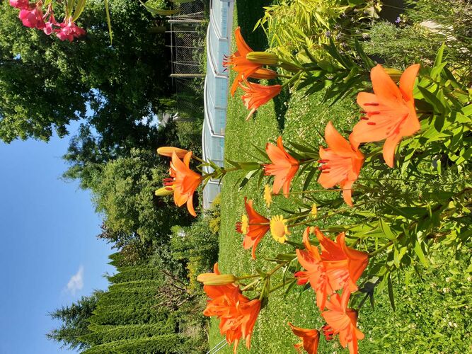 Schönster Garten 2021 - Michaela aus Linz