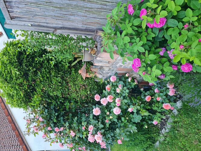 Schönster Garten 2021 - Ingrid  aus Linz-Land