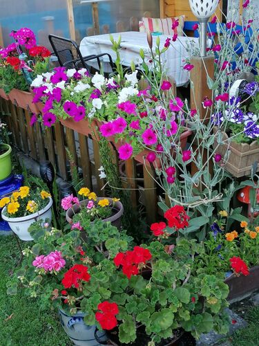 Schönster Garten 2022 - Resi  aus Braunau