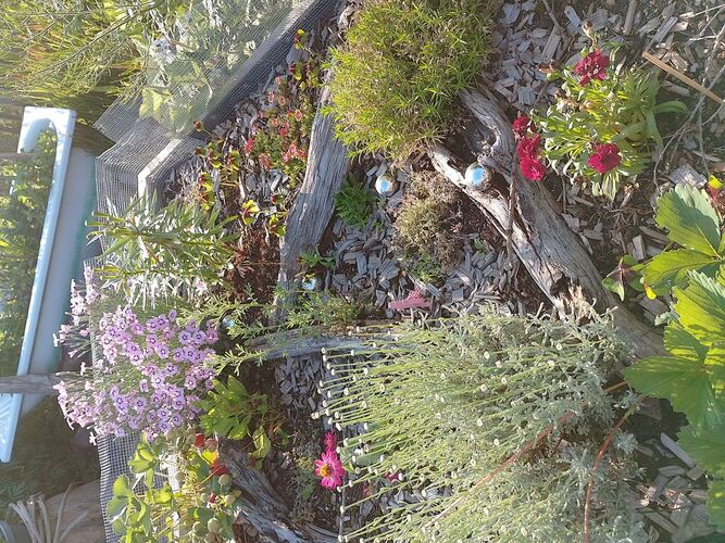 Schönster Garten 2022 - Petra aus Vöcklabruck