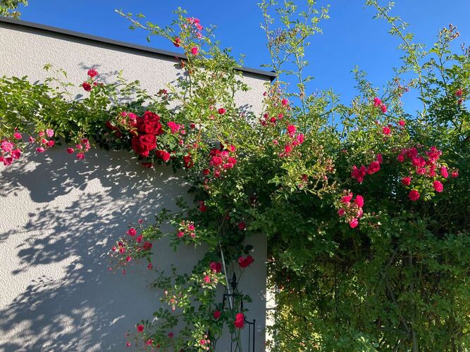 Schönster Garten 2022 - Brigitta aus Freistadt