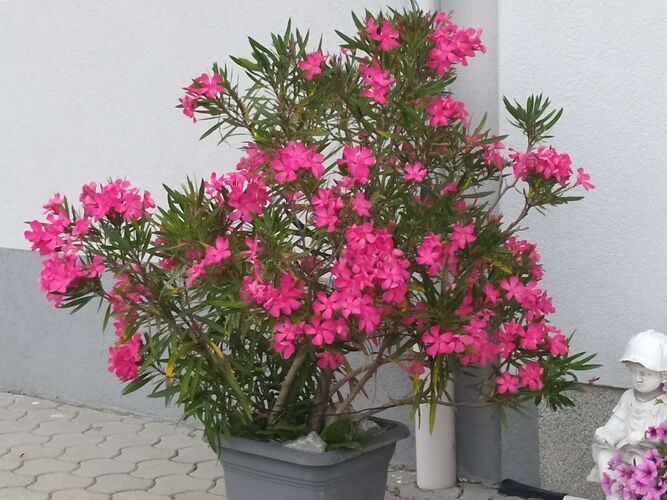 Schönster Garten 2022 - Ursula aus Urfahr-Umgebung