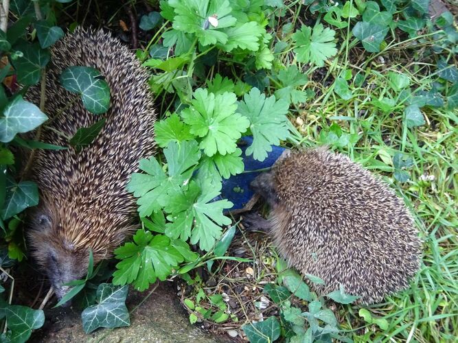 Schönster Garten 2022 - Margret aus Vöcklabruck
