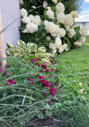 Schönster Garten 2022 - Jasmin aus Vöcklabruck