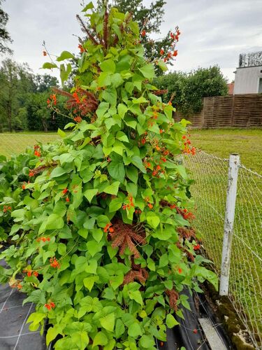 Schönster Garten 2022 - Elfriede aus Steyr