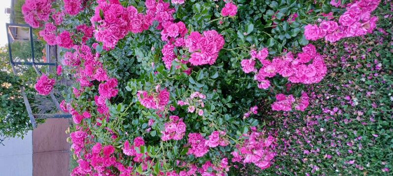 Schönster Garten 2022 - Maria aus Linz-Land