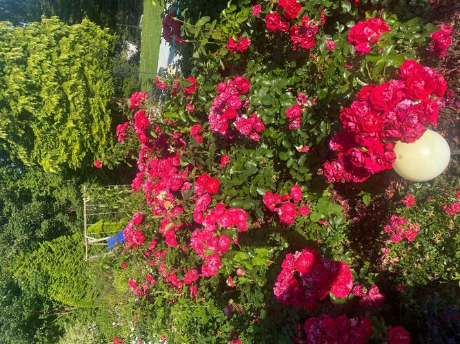 Schönster Garten 2022 - Stefan  aus Vöcklabruck