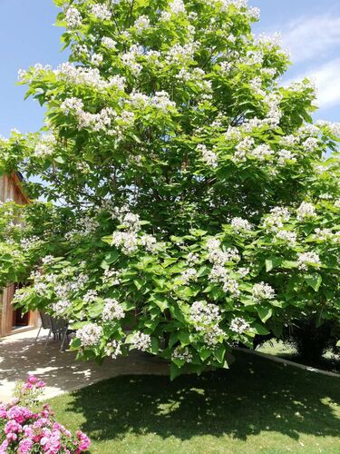 Schönster Garten 2022 - Margarete  aus Amstetten