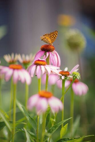 Schönster Garten 2022 - Ulrike  aus Amstetten
