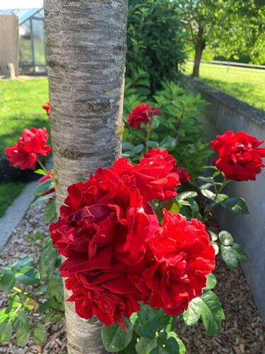 Schönster Garten 2022 - Lois aus Schärding