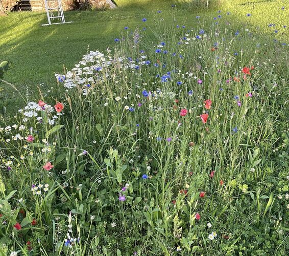 Schönster Garten 2022 - Patrick aus Rohrbach