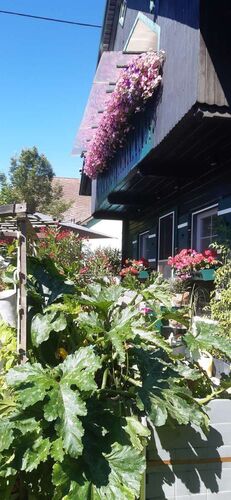 Schönster Garten 2022 - Sonja aus Wels