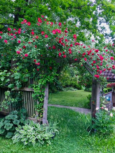 Schönster Garten 2022 - Ulrike  aus Linz-Land