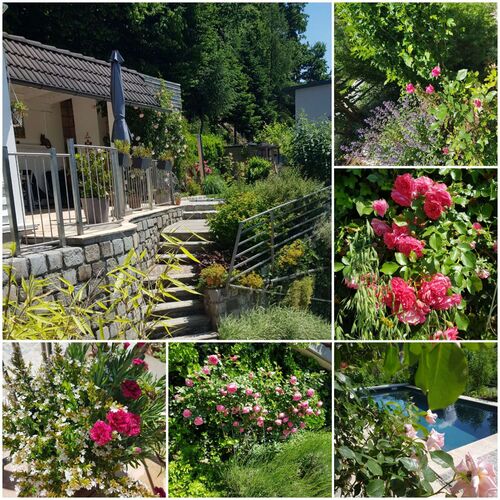 Schönster Garten 2022 - Roswitha aus Perg