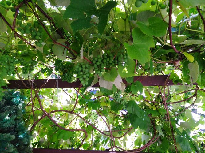 Schönster Garten 2022 - Ulrike aus Vöcklabruck