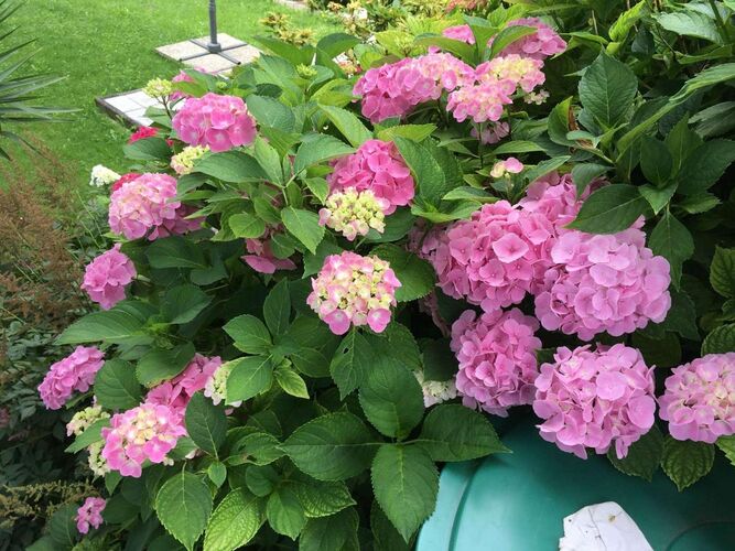 Schönster Garten 2022 - Erika aus Grieskirchen