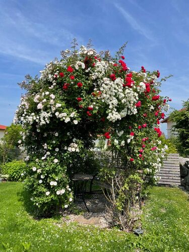 Schönster Garten 2022 - Anita aus Steyr