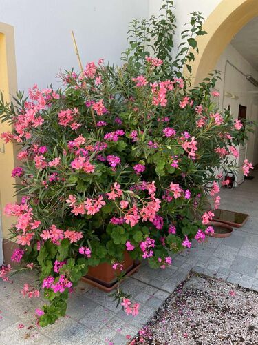 Schönster Garten 2022 - Christine aus Steyr