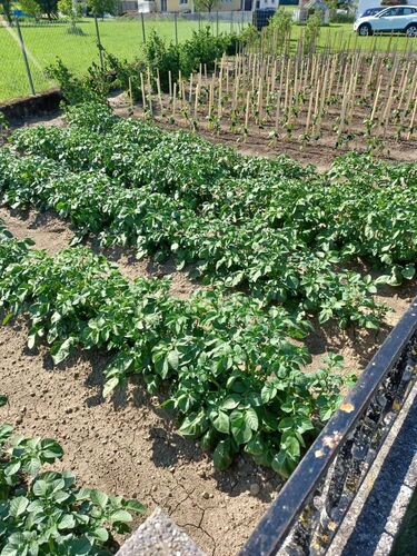 Schönster Garten 2022 - Gertraud aus Braunau