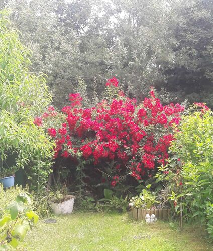 Schönster Garten 2022 - Christine aus Amstetten