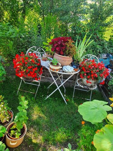 Schönster Garten 2022 - Rosemarie  aus Freistadt