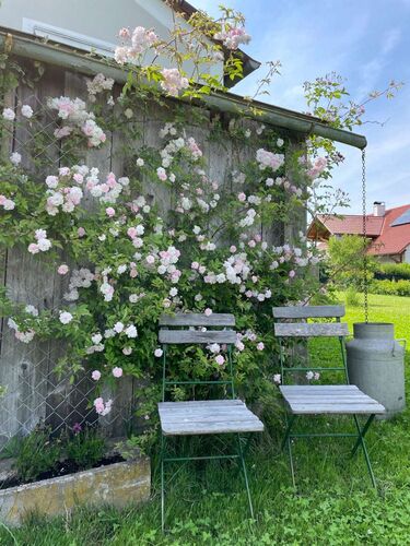Schönster Garten 2022 - Lena aus Steyr
