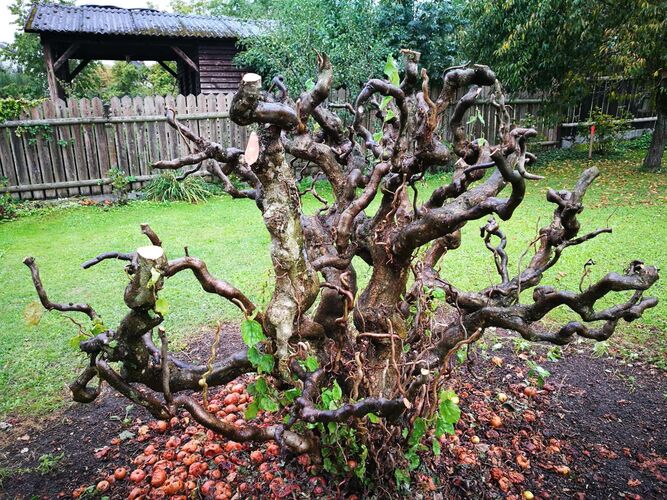 Schönster Garten 2022 - helmut aus Eferding