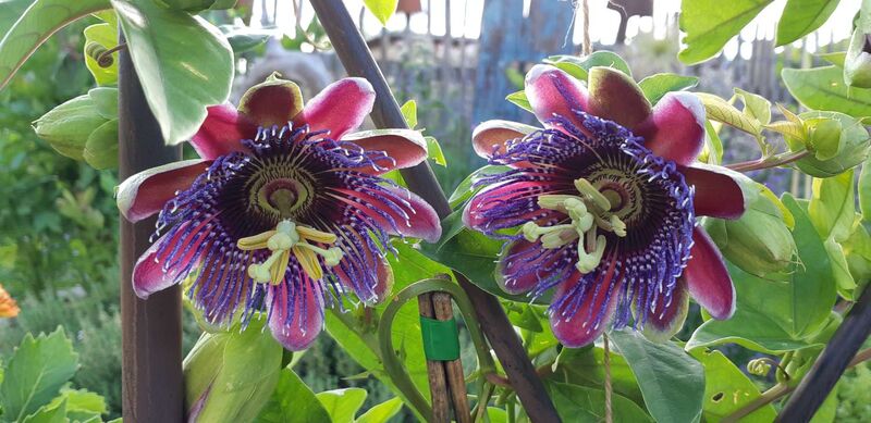 Schönster Garten 2022 - Manfred aus Eferding