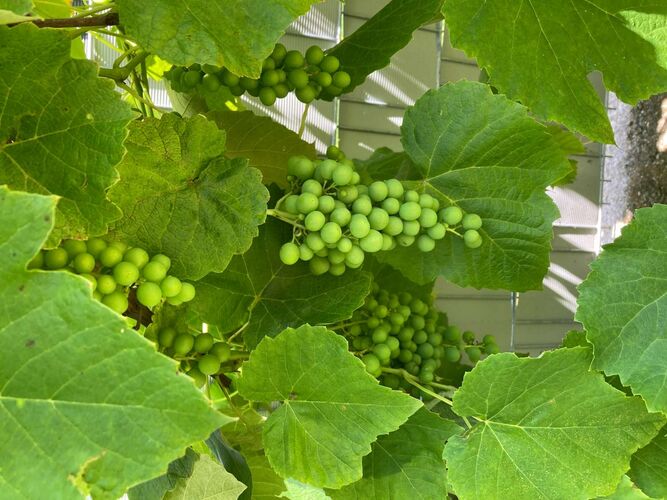 Schönster Garten 2022 - Reinhold  aus Perg