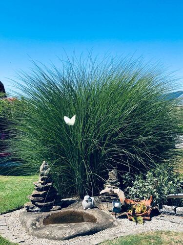 Schönster Garten 2022 - Martina aus Rohrbach