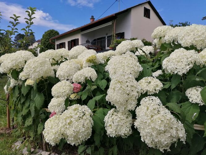 Schönster Garten 2022 - Thomas aus Urfahr-Umgebung