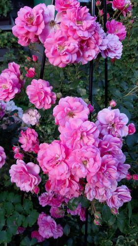 Schönster Garten 2022 - Alexander aus Eferding