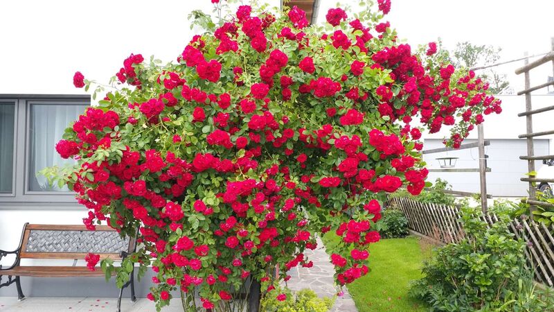 Schönster Garten 2022 - Christine aus Grieskirchen