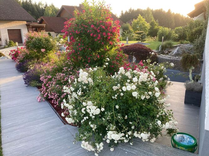 Schönster Garten 2022 - Roman aus Perg