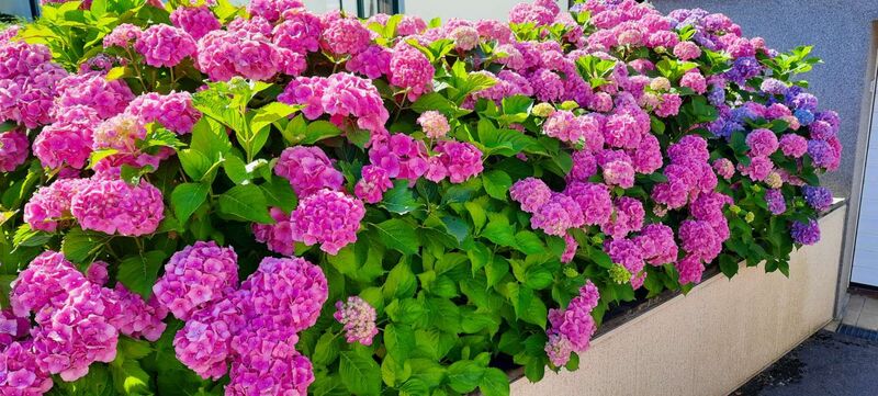 Schönster Garten 2022 - Hedi aus Amstetten