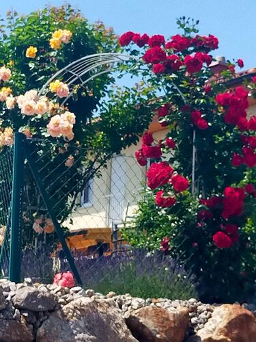 Schönster Garten 2022 - Gabi aus Amstetten