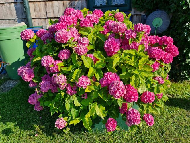 Schönster Garten 2022 - Karl aus Amstetten