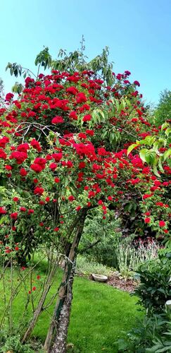 Schönster Garten 2022 - Manfred aus Vöcklabruck