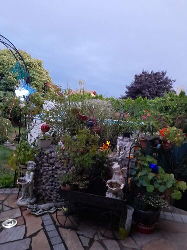 Schönster Garten 2022 - Rosemarie aus Amstetten