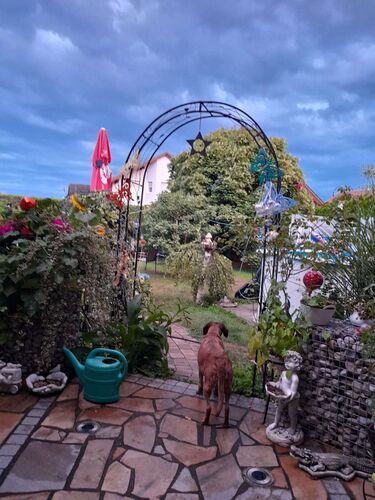 Schönster Garten 2022 - Günther aus Amstetten