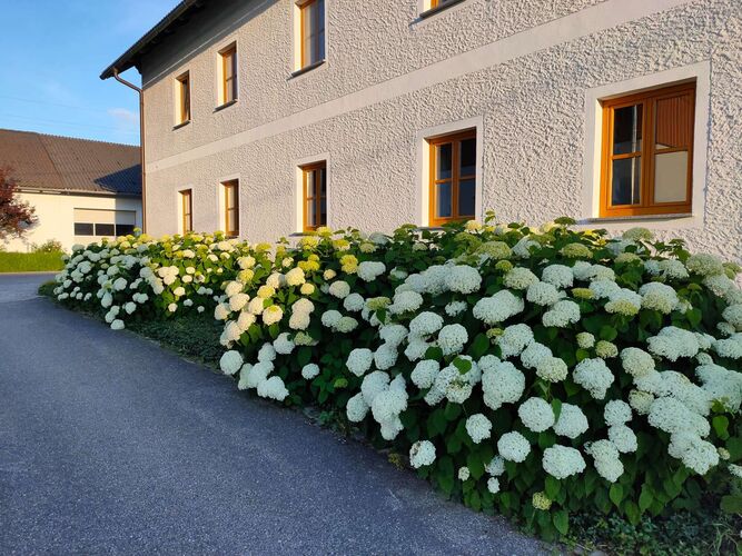 Schönster Garten 2022 - Maria aus Perg