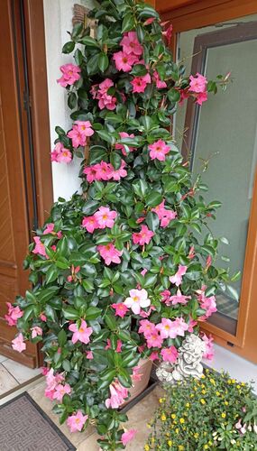 Schönster Garten 2022 - Maria aus Schärding