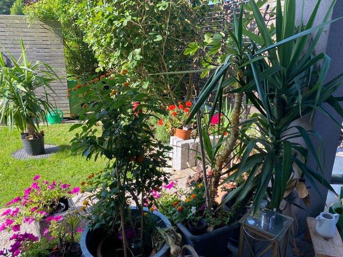 Schönster Garten 2022 - Marianne aus Rohrbach