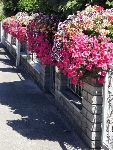 Schönster Garten 2022 - Maria  aus Linz-Land
