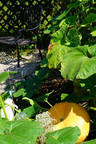 Schönster Garten 2022 - Leopoldine aus Melk