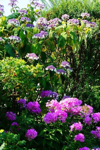 Schönster Garten 2022 - Walter aus Melk